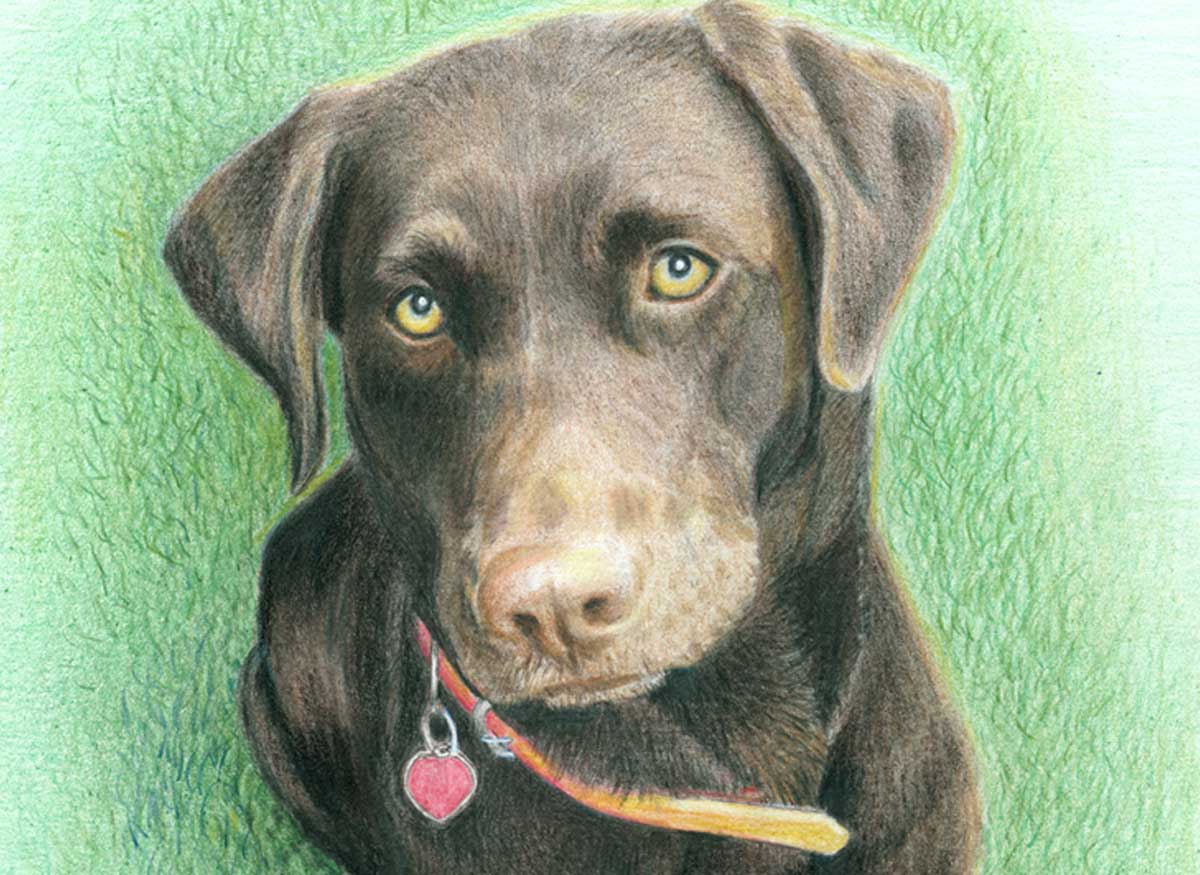 Diane's Pet Portraits - Colored Pencil Pet Portraits